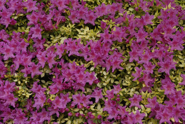 green pink flowers japanese garden portland