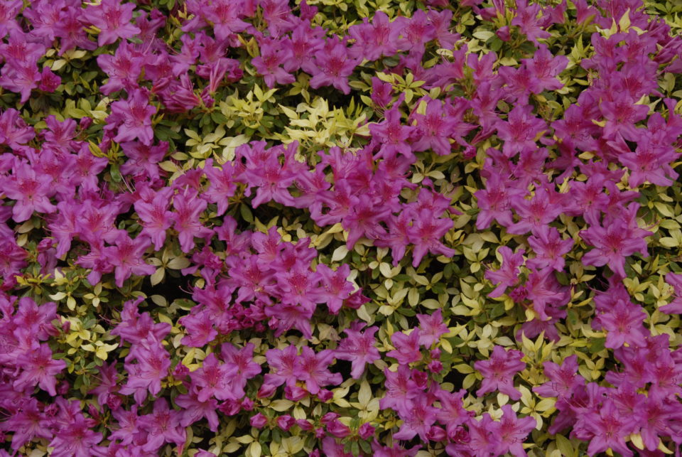 flower art at the portland japanese zen garden