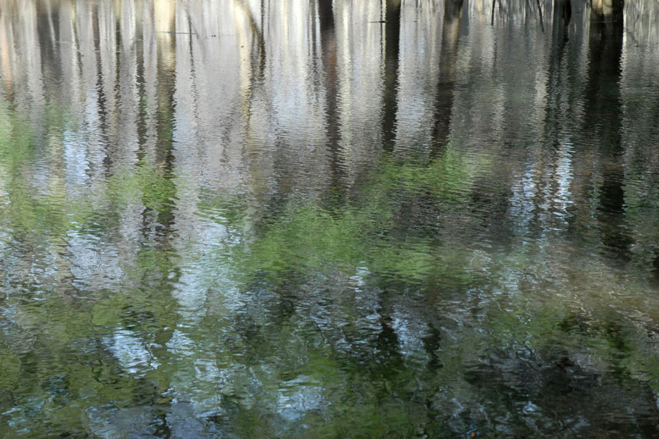 trees reflected in water