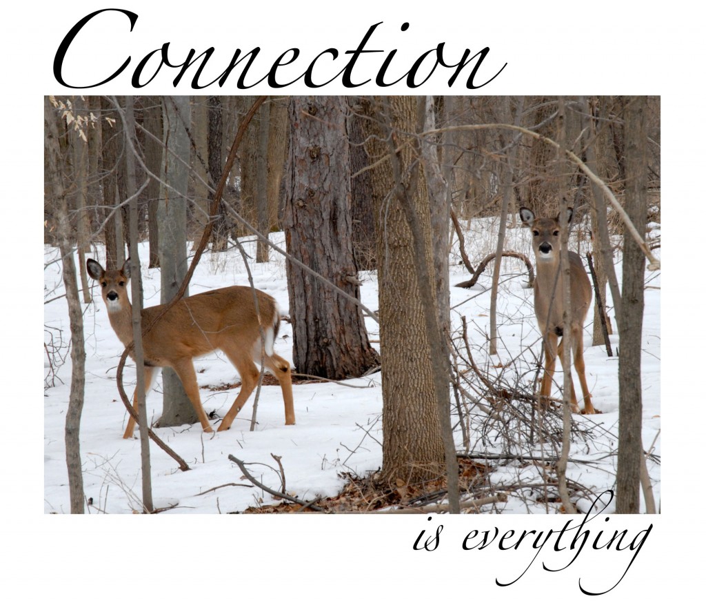 deer in winter snow