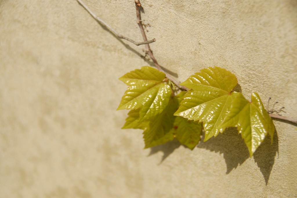 leaves in space