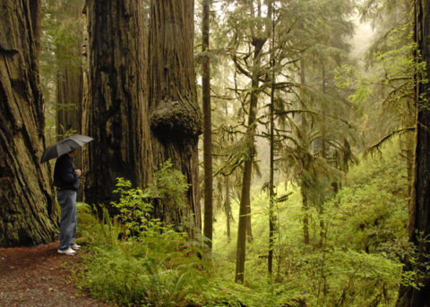 california redwoods rain