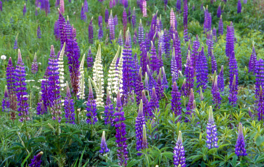 lupines spring new brunswick