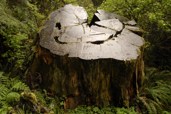 Rainforest Tree Stump