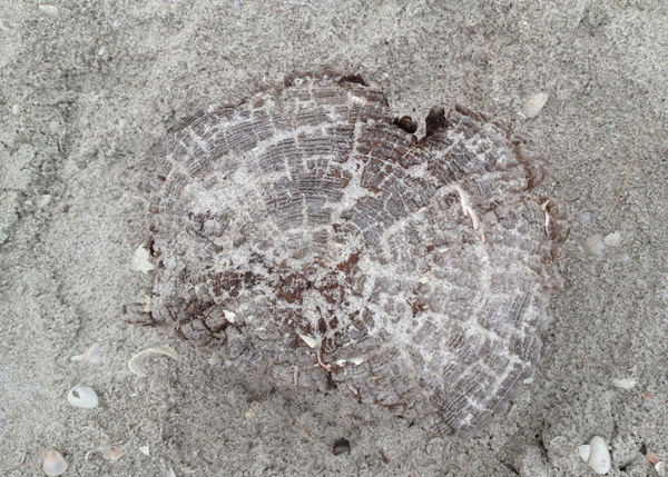 Naples Beach Stump