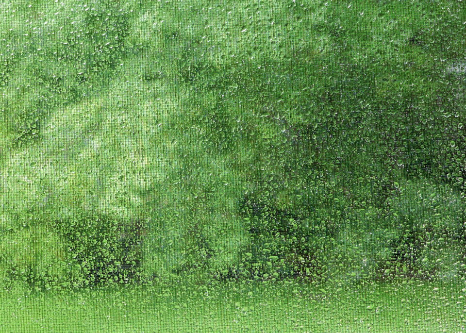 rain, green, Kim Manley Ort