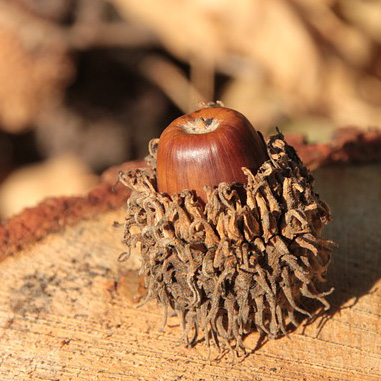 Acorn seed possibility