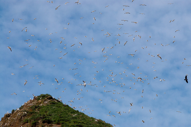 birds haystack rock cannon beach oregon