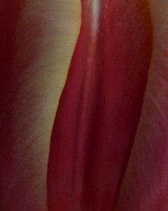 red tulip macro