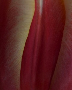 red tulip macro