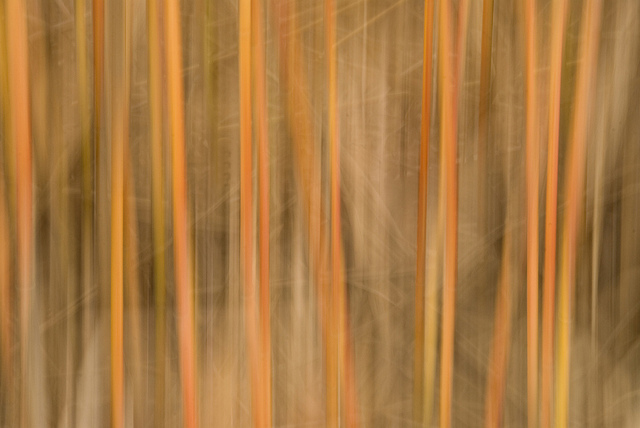 bamboo, orange, impressionism, abstract