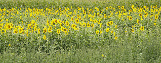 sunflowers