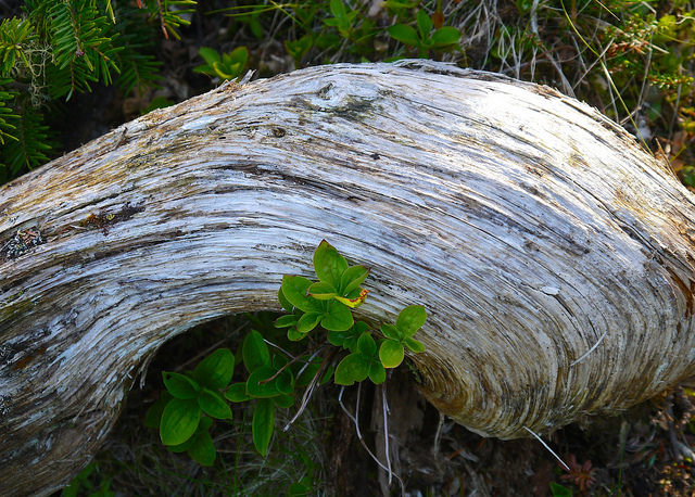 Driftwood along the Skerwink Trail