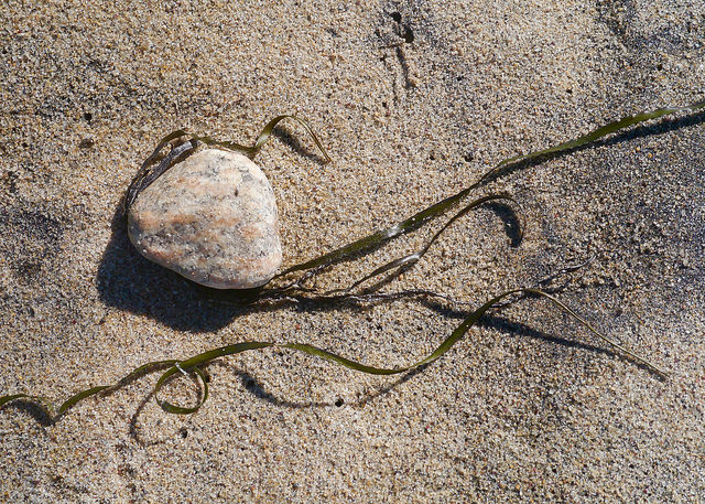 The Relationship between Rocks and Rockweed