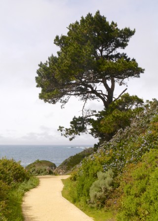 point lobos, california, cypress