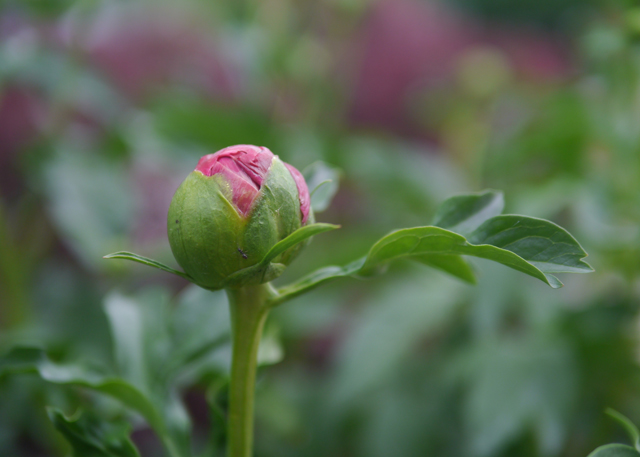 Peony Love – Let Me Count the Ways