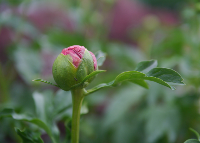 peony bud