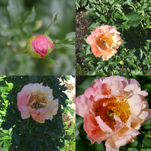 peony from above