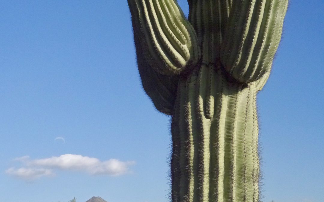 Lessons from the Saguaro