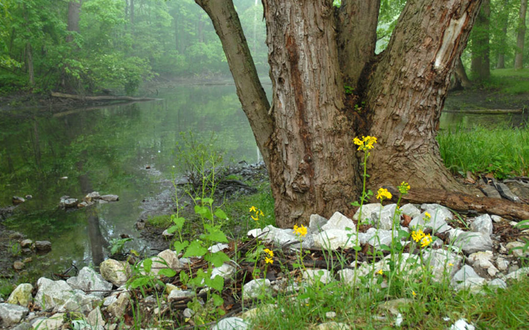 Eco-Awakening at the Pond