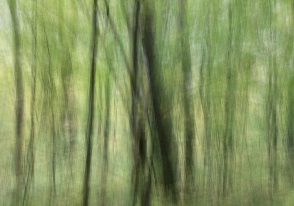 Rewilding Your Place and Yourself